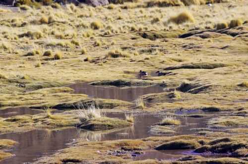 TREKKING NEL DESERTO DI ATACAMA 2015